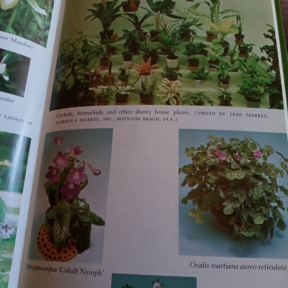 Vintage indoor plant book - Picture 5 of 5